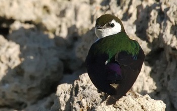 Violet-green swallow